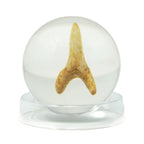 Shark Tooth In Resin