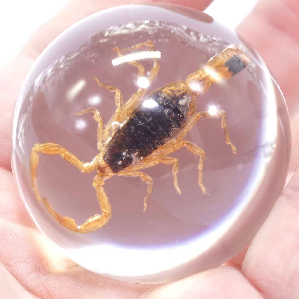 Scorpion In Resin Ball