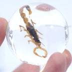 Scorpion In Resin Ball