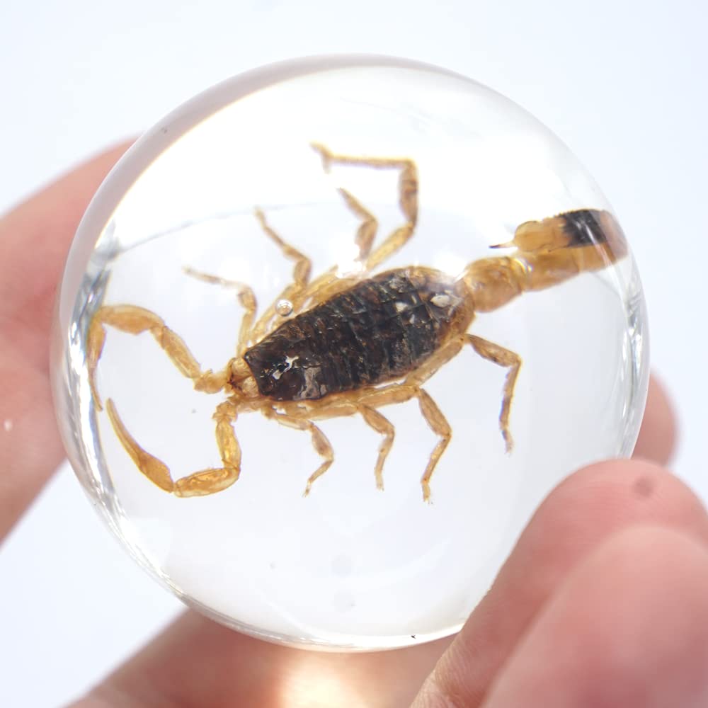 Escorpión en bola de resina Imagen secundaria del producto
