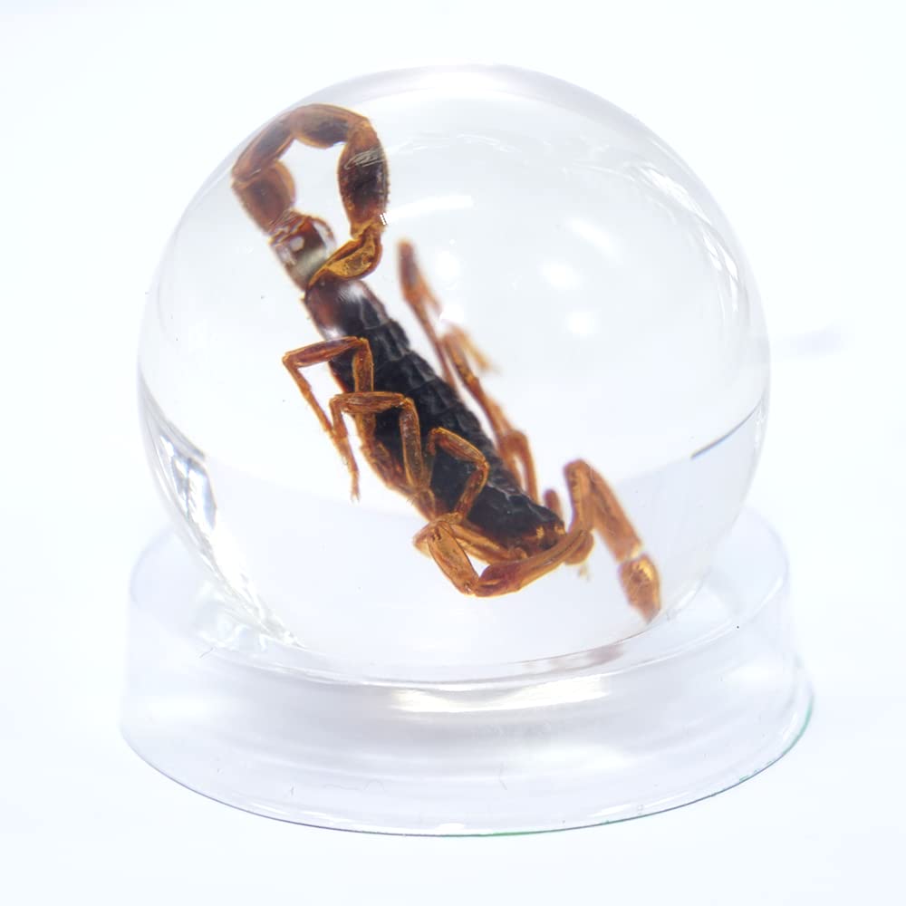 Scorpion In Resin Ball