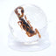 Scorpion In Resin Ball
