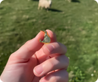 Kiwi Gold Pin Badge